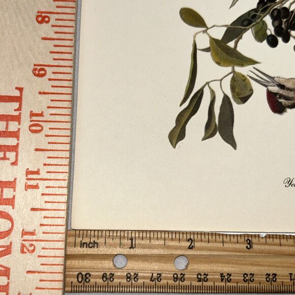 Yellow Bellied Sapsucker Print Roger Tory Peterson From Audubon Birds of America - Picture 5 of 8